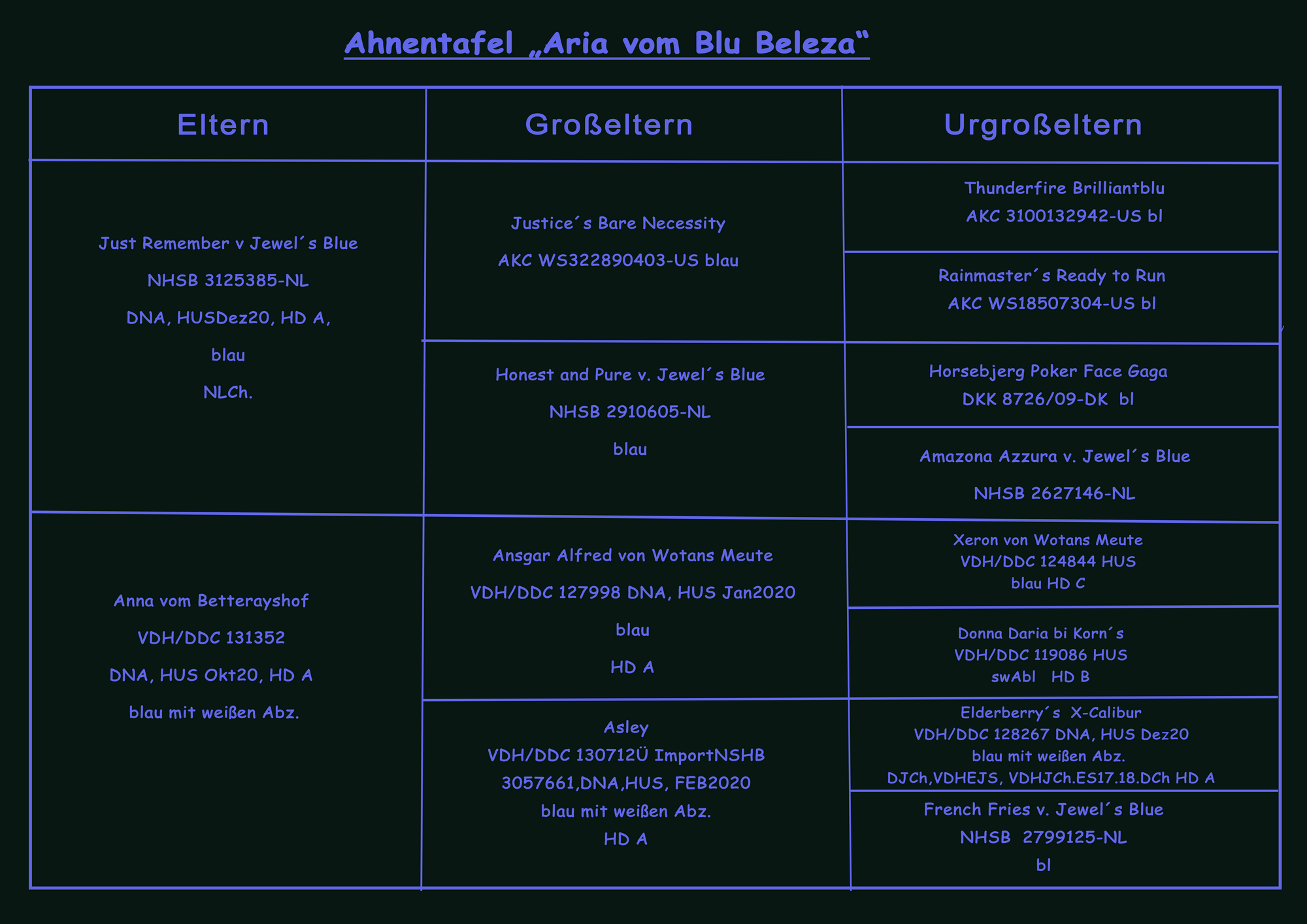 Deutsche Doggen vom Blu Beleza