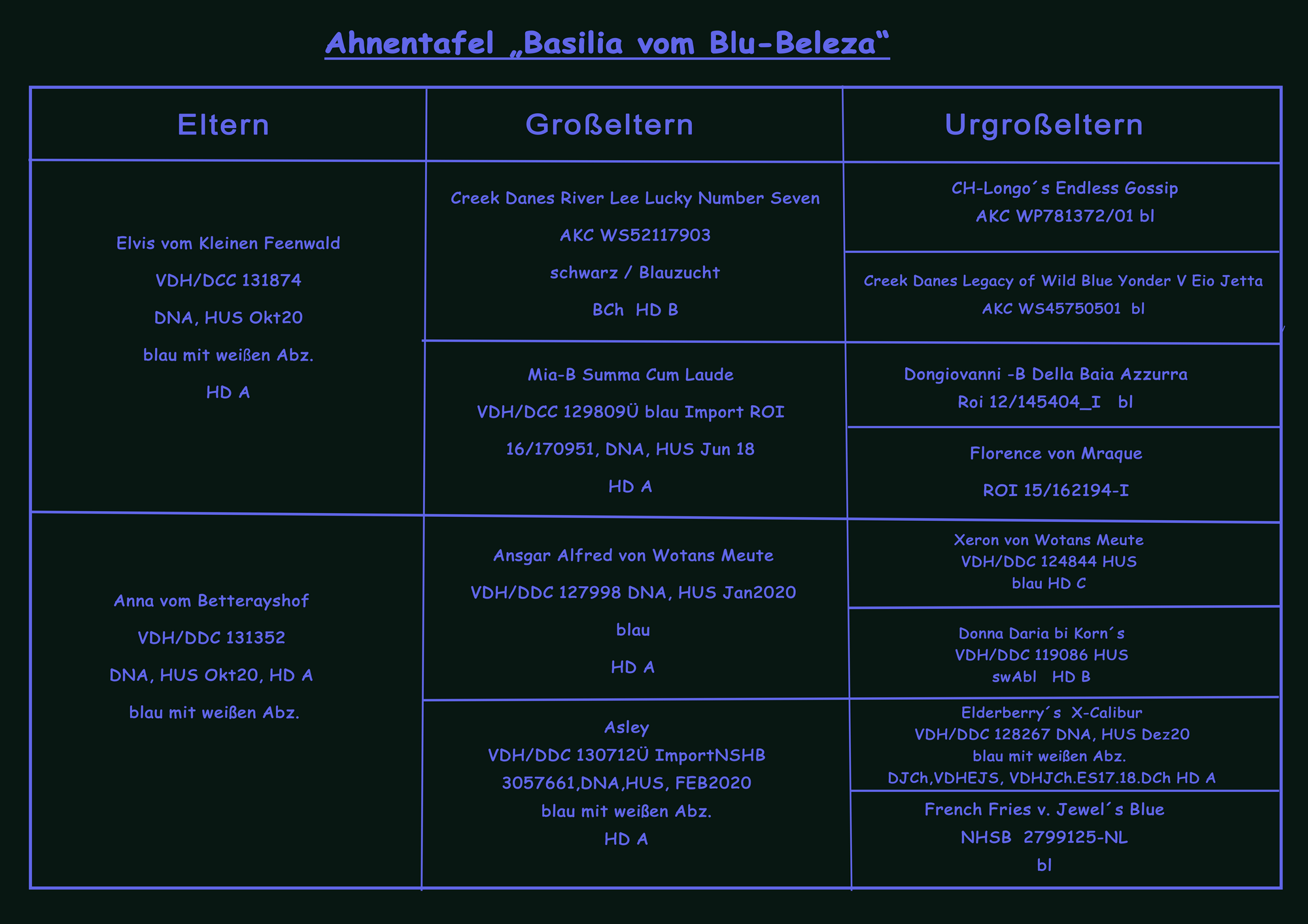 Deutsche Doggen vom Blu Beleza