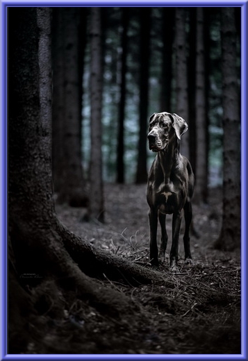 Deutsche Doggen vom Blu Beleza