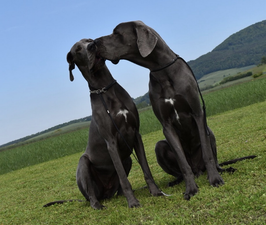 Doggen vom Blu-Beleza