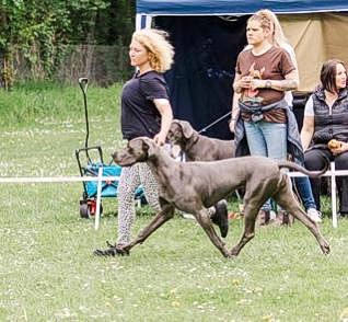 Doggen vom Blu-Beleza