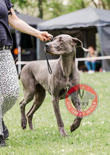 Doggen vom Blu-Beleza