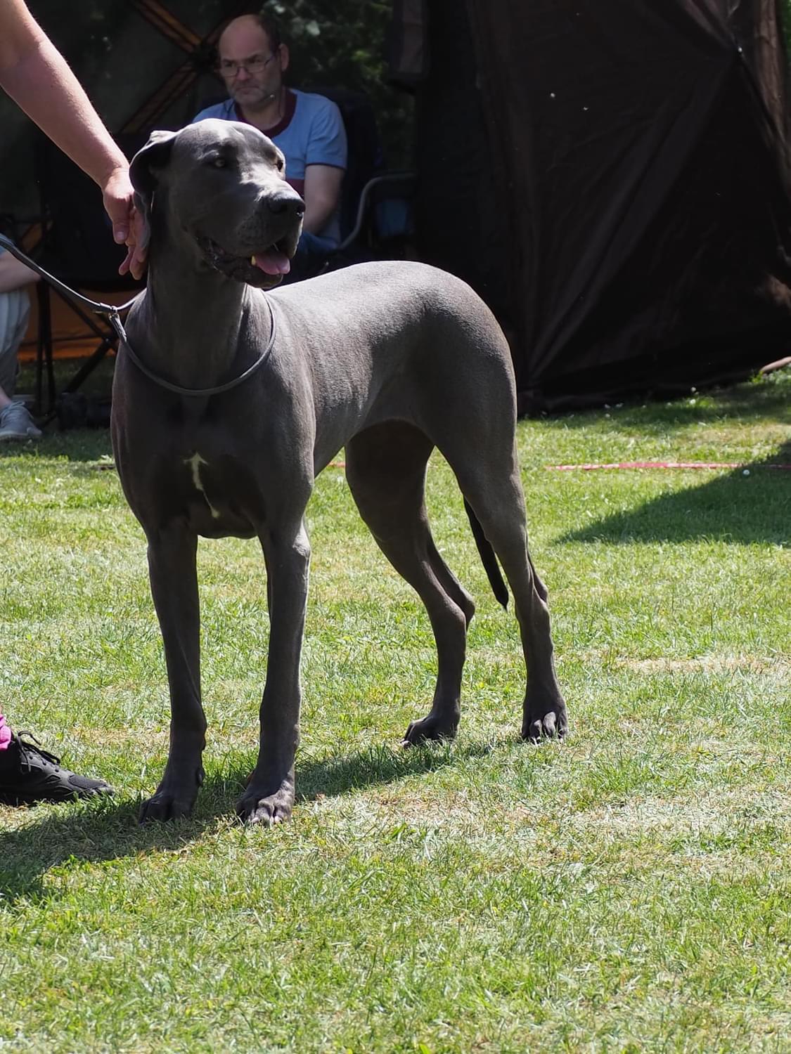 Doggen vom Blu-Beleza