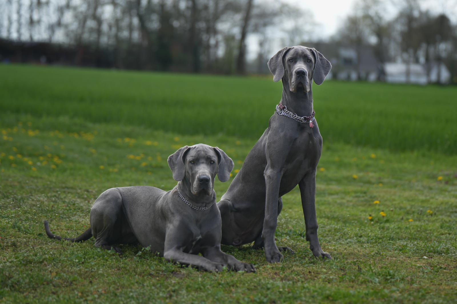 Doggen vom Blu-Beleza