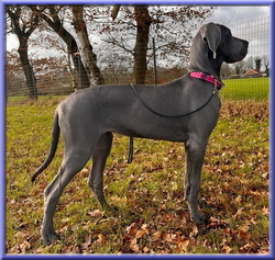 Deutsche Doggen vom Blu Beleza