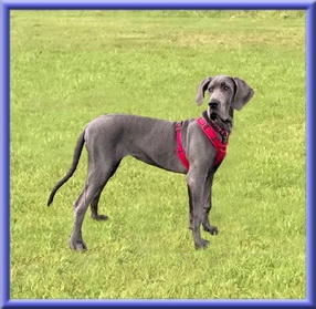 Deutsche Doggen vom Blu-Beleza