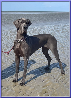 Deutsche Doggen vom Blu-Beleza