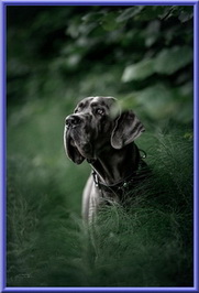 Deutsche Doggen vom Blu Beleza