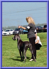 Deutsche Doggen vom Blu Beleza