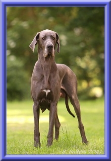 Deutsche Doggen vom Blu Beleza