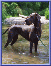 Deutsche Doggen vom Blu Beleza