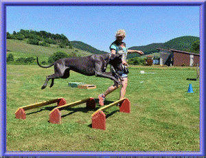 Deutsche Doggen vom Blu Beleza