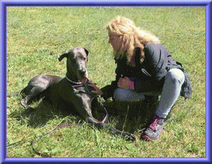 Deutsche Doggen vom Blu Beleza