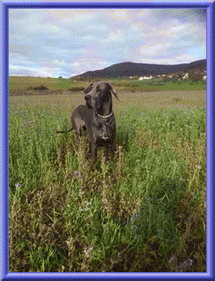Deutsche Doggen vom Blu Beleza