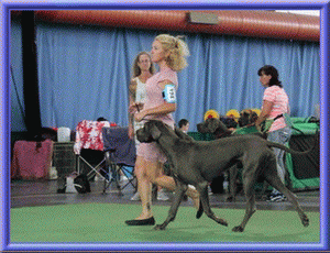 Deutsche Doggen vom Blu Beleza