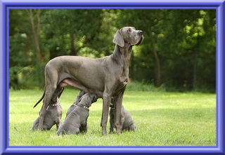 Deutsche Doggen vom Blu Beleza