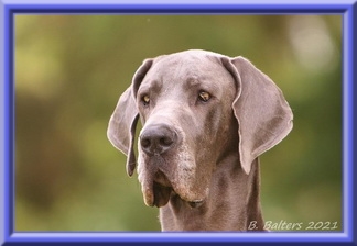 Deutsche Doggen vom Blu Beleza