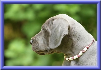 Deutsche Doggen vom Blu Beleza