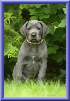 Deutsche Doggen vom Blu Beleza