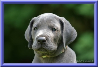 Deutsche Doggen vom Blu Beleza