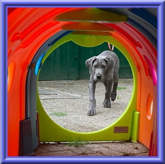 Deutsche Doggen vom Blu Beleza