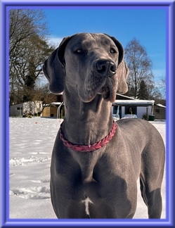 Deutsche Doggen vom Blu Beleza