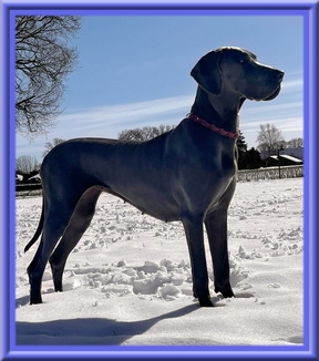 Deutsche Doggen vom Blu Beleza