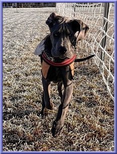 Deutsche Doggen vom Blu Beleza