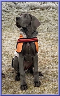 Deutsche Doggen vom Blu Beleza