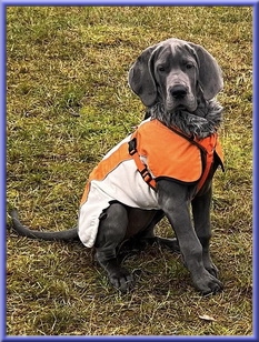 Deutsche Doggen vom Blu Beleza