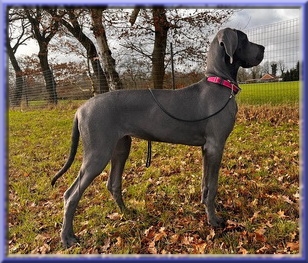 Deutsche Doggen vom Blu Beleza