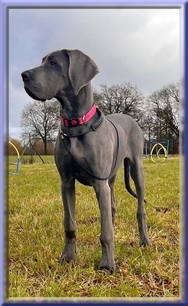 Deutsche Doggen vom Blu Beleza