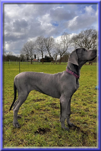 Deutsche Doggen vom Blu Beleza