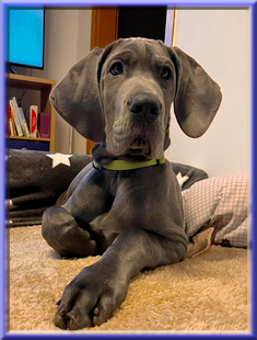 Deutsche Doggen vom Blu Beleza