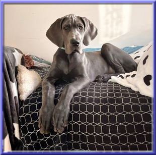 Deutsche Doggen vom Blu Beleza