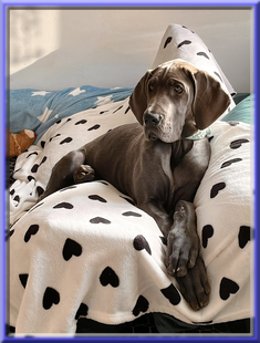Deutsche Doggen vom Blu Beleza