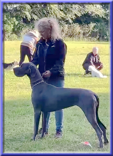 Deutsche Doggen vom Blu Beleza