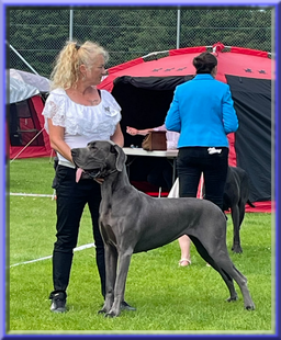 Deutsche Doggen vom Blu Beleza