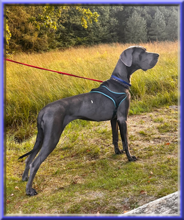 Deutsche Doggen vom Blu Beleza