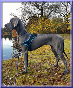 Deutsche Doggen vom Blu Beleza