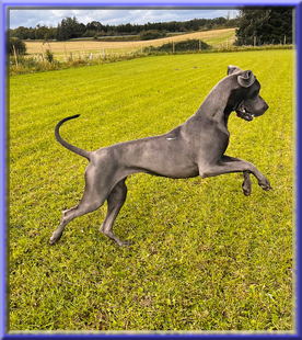 Deutsche Doggen vom Blu Beleza