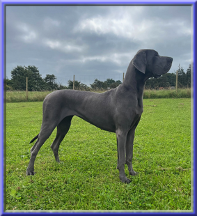 Deutsche Doggen vom Blu Beleza