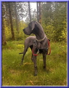 Deutsche Doggen vom Blu Beleza