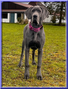 Deutsche Doggen vom Blu Beleza