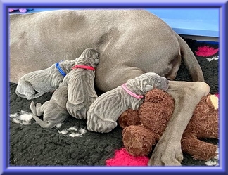 Deutsche Doggen vom Blu Beleza