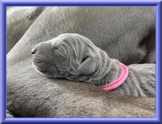 Deutsche Doggen vom Blu Beleza