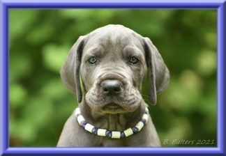 Deutsche Doggen vom Blu Beleza