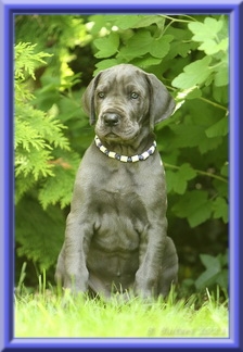 Deutsche Doggen vom Blu Beleza