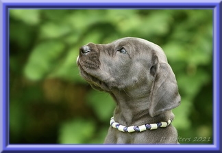 Deutsche Doggen vom Blu Beleza