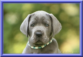 Deutsche Doggen vom Blu Beleza